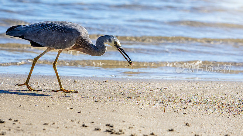 蓝鹭(Ardea herodias)